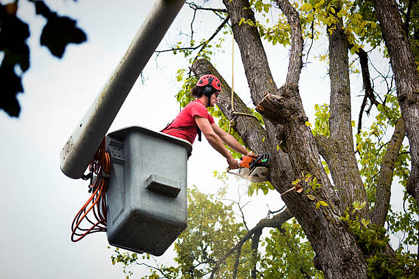 Reliable Irmo, SC  Tree Services Solutions